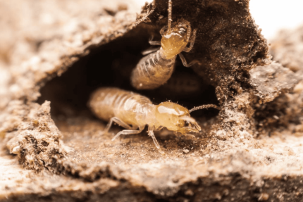 Expertise termites et mérule : risques, diagnostic et recours