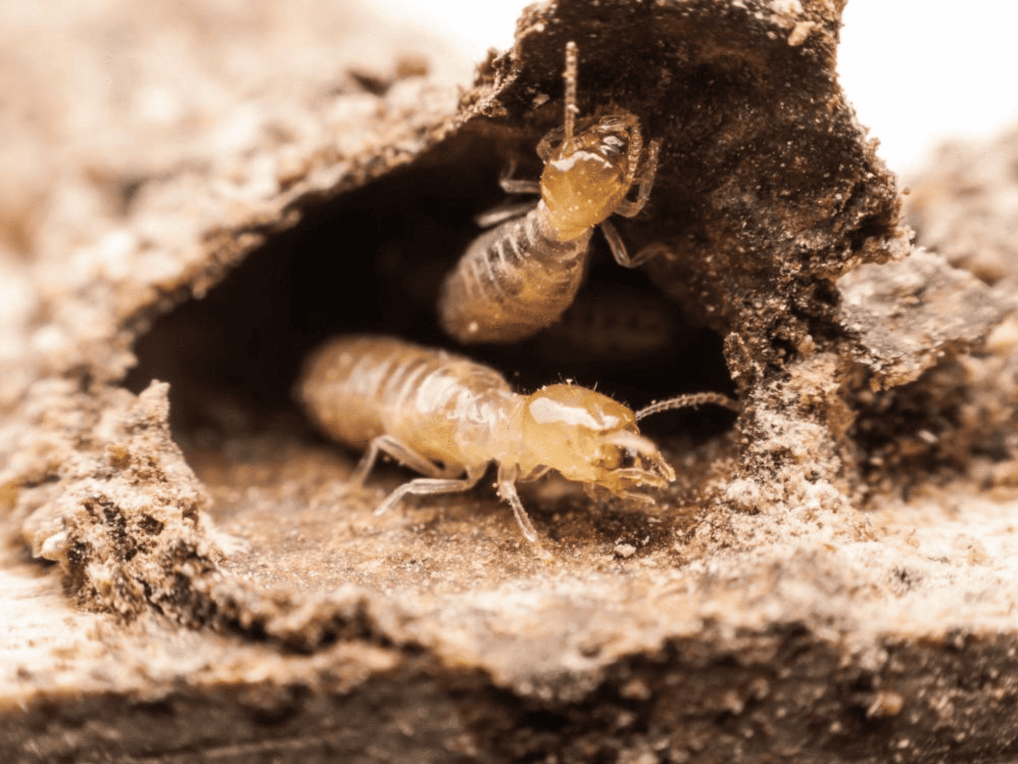 Expertise termites et mérule : risques, diagnostic et recours